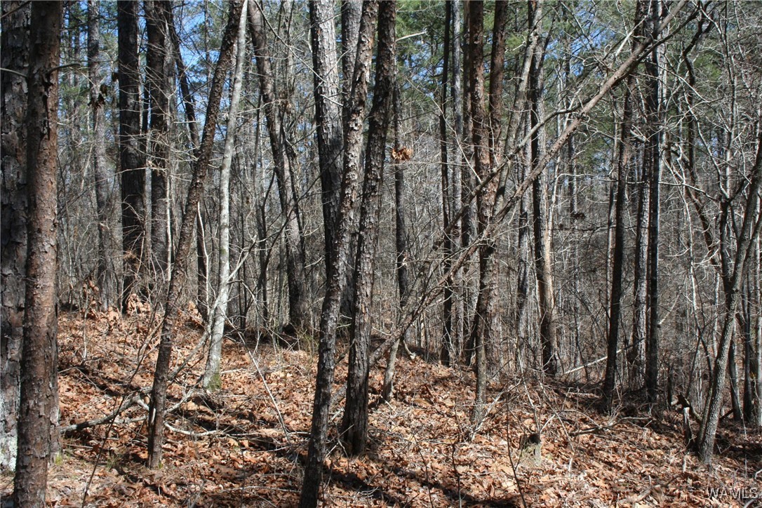 County Road 3068, Double Springs, Alabama image 3