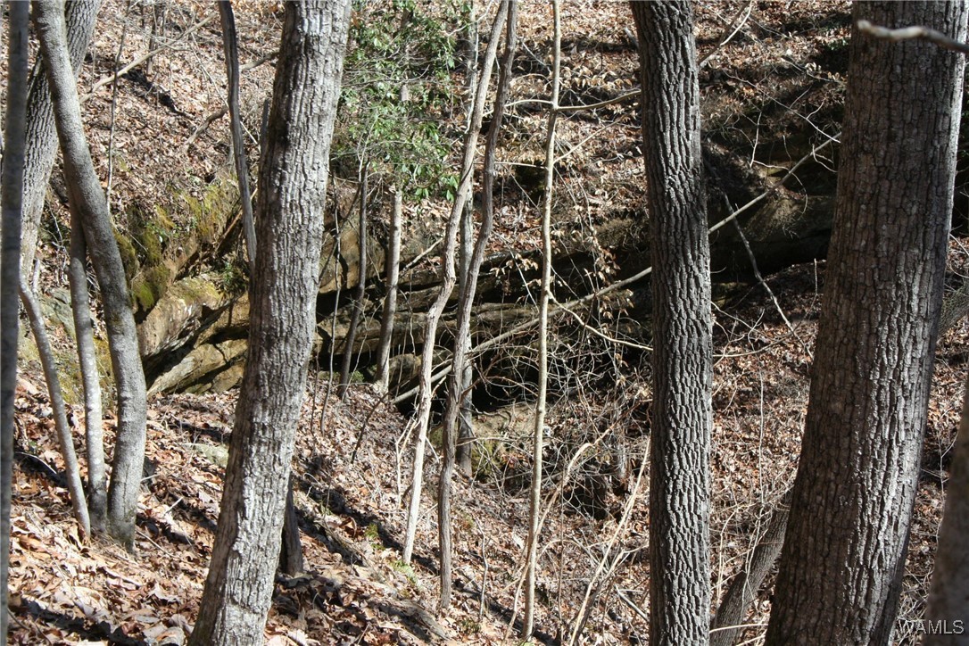County Road 3068, Double Springs, Alabama image 7