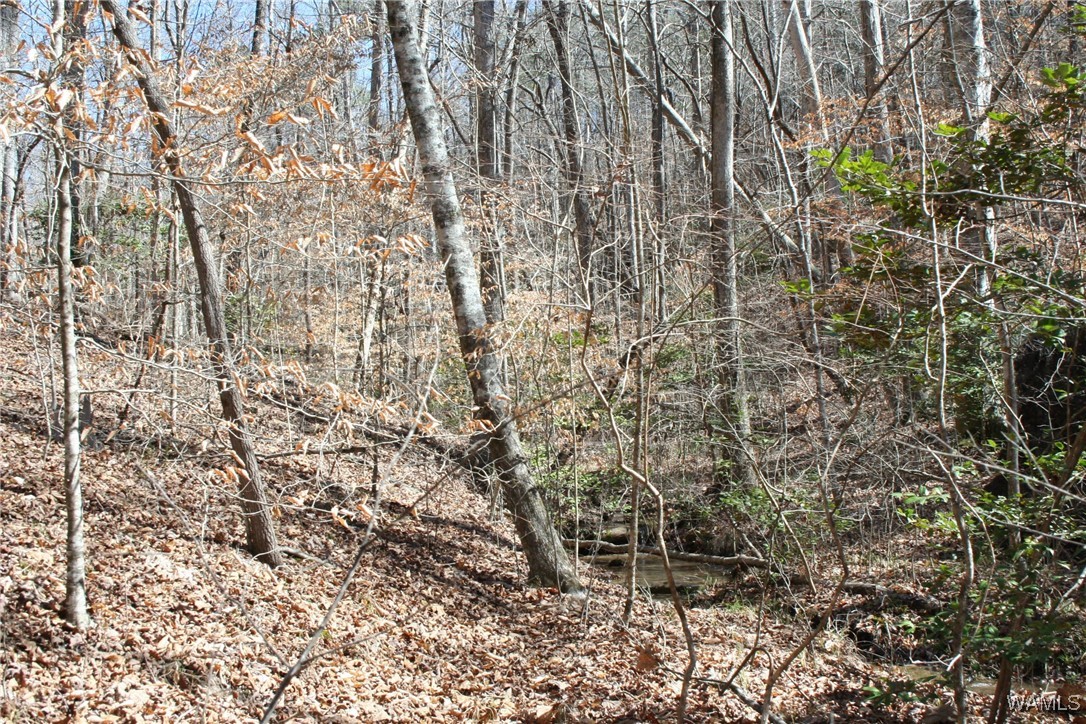 County Road 3068, Double Springs, Alabama image 10