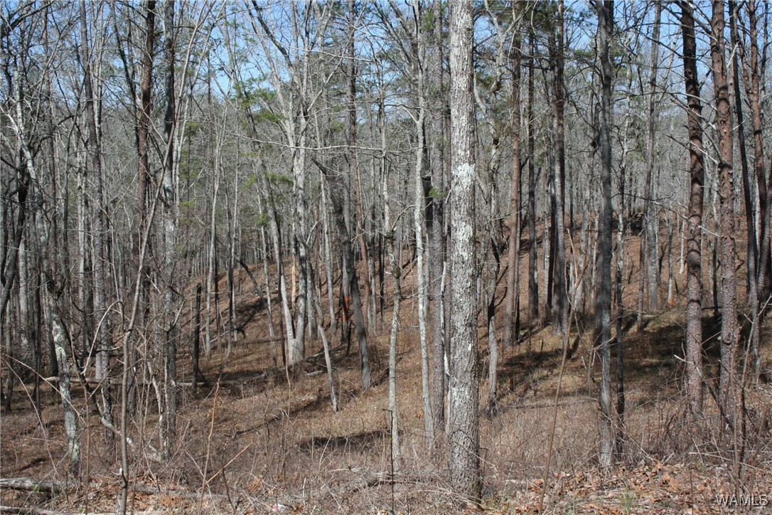County Road 3068, Double Springs, Alabama image 12