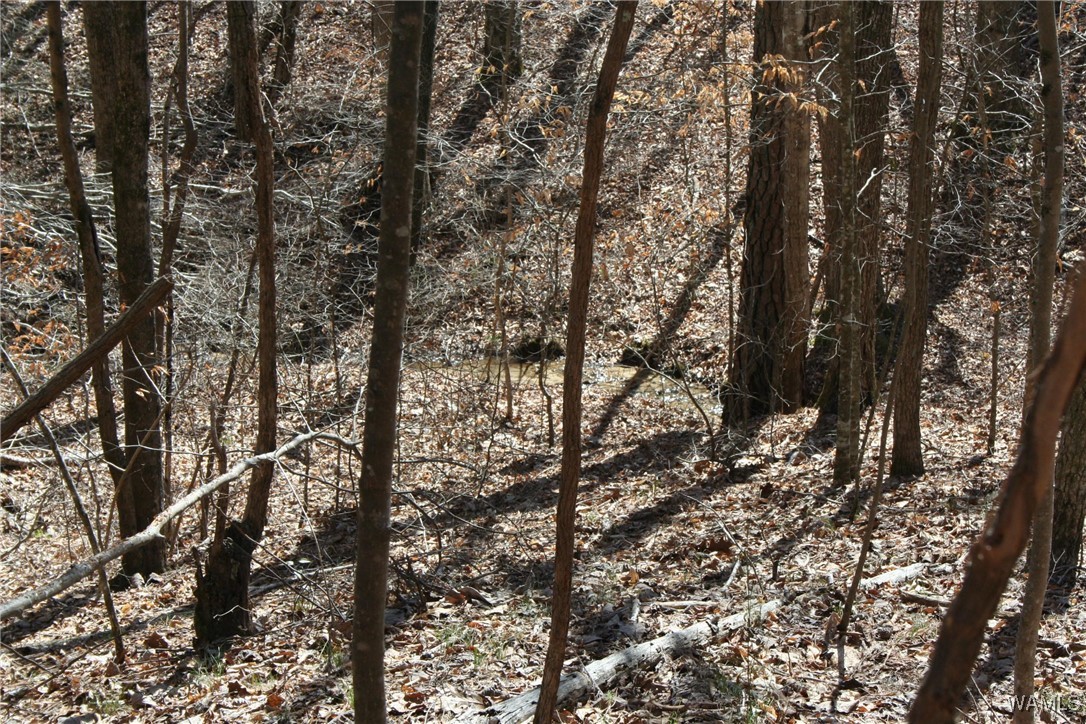 County Road 3068, Double Springs, Alabama image 8