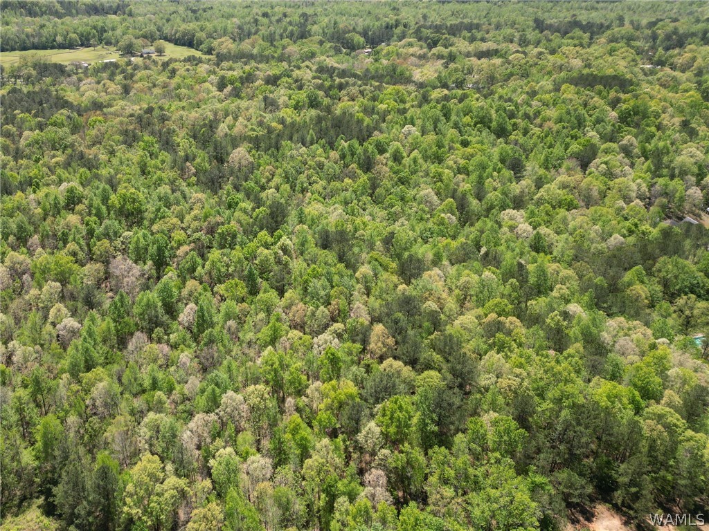 Clements Road, Cottondale, Alabama image 18