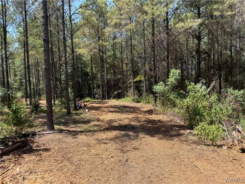 Vacant Land For Sale - 00 County Road 100<br/> Fayette, AL 35555