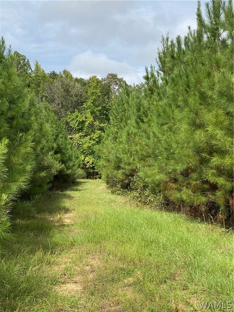 Vacant Land For Sale - Hwy 69<br/> Gallion, AL 36742