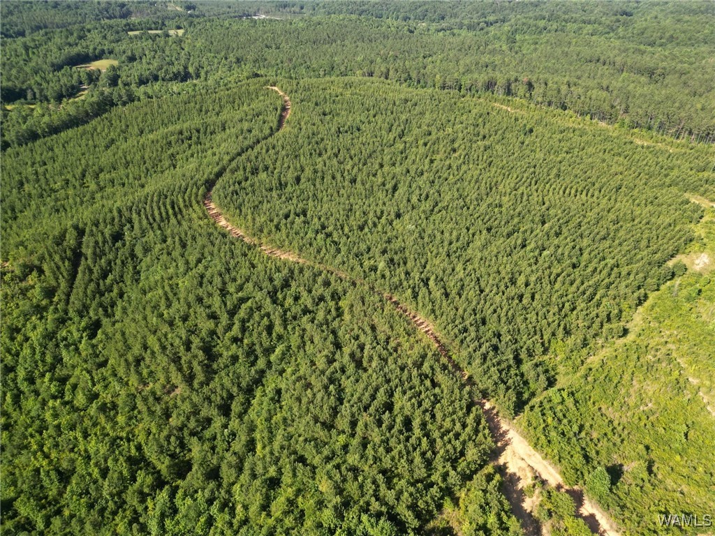 00 Nubbin Ridge Ln., Carbon Hill, Alabama image 13