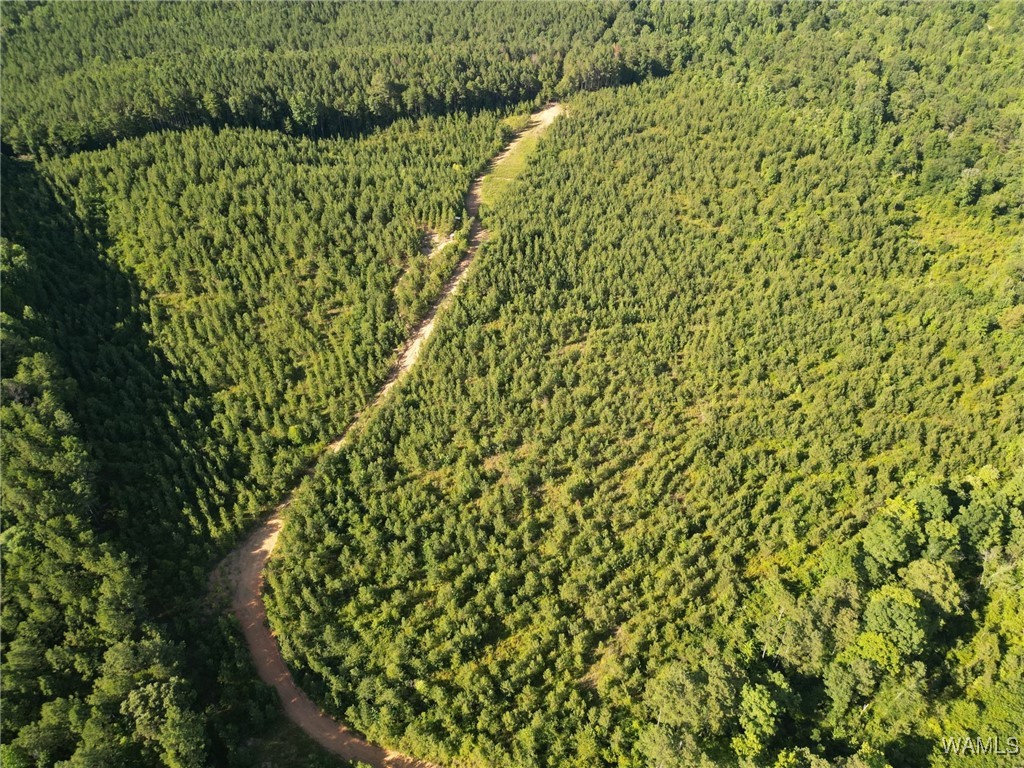 00 Nubbin Ridge Ln., Carbon Hill, Alabama image 4