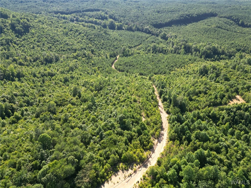 00 Nubbin Ridge Ln., Carbon Hill, Alabama image 11