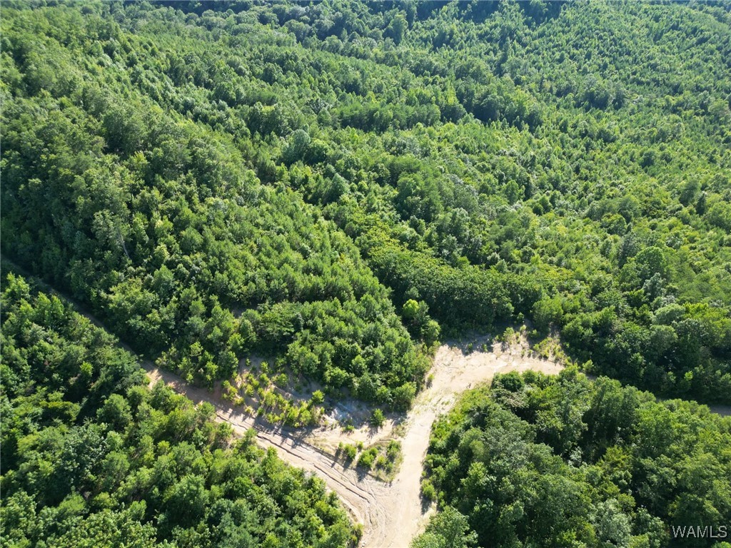 00 Nubbin Ridge Ln., Carbon Hill, Alabama image 12