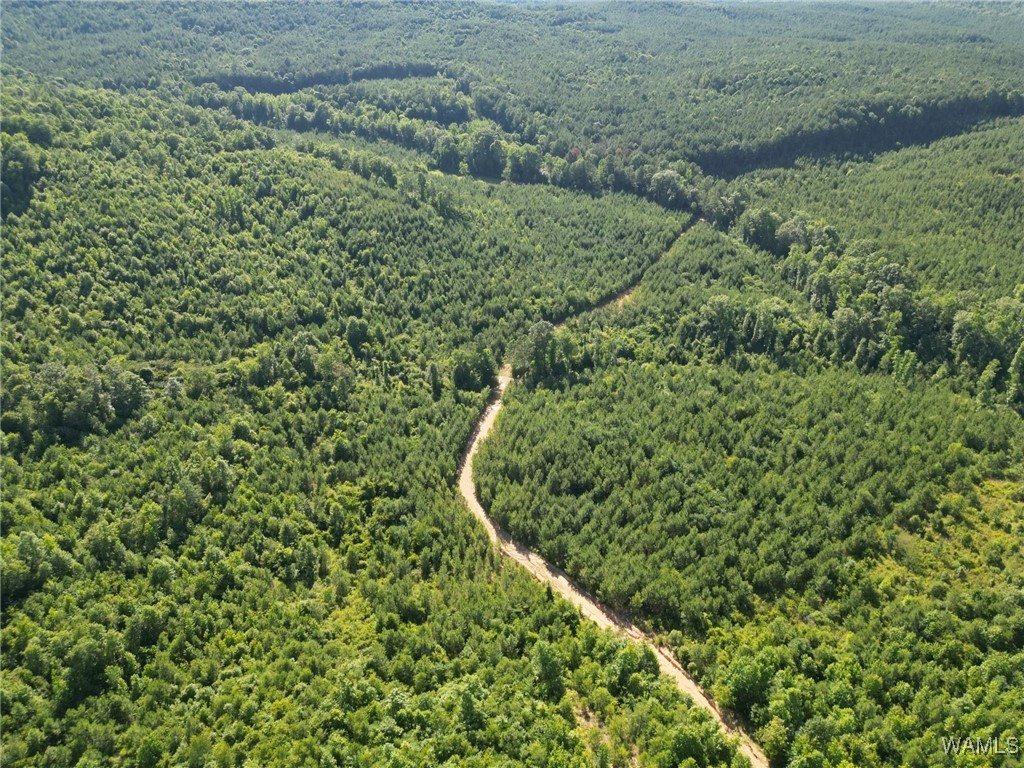 00 Nubbin Ridge Ln., Carbon Hill, Alabama image 10