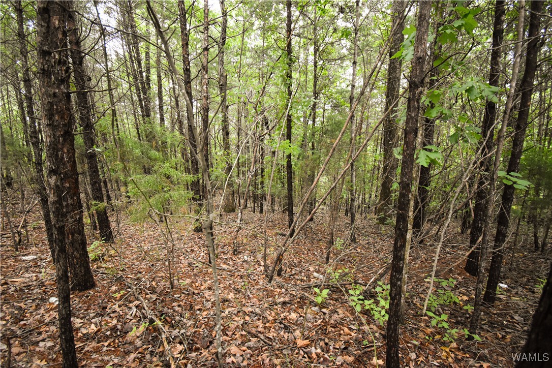 1755 Lake Haven Circle, Tuscaloosa, Alabama image 2