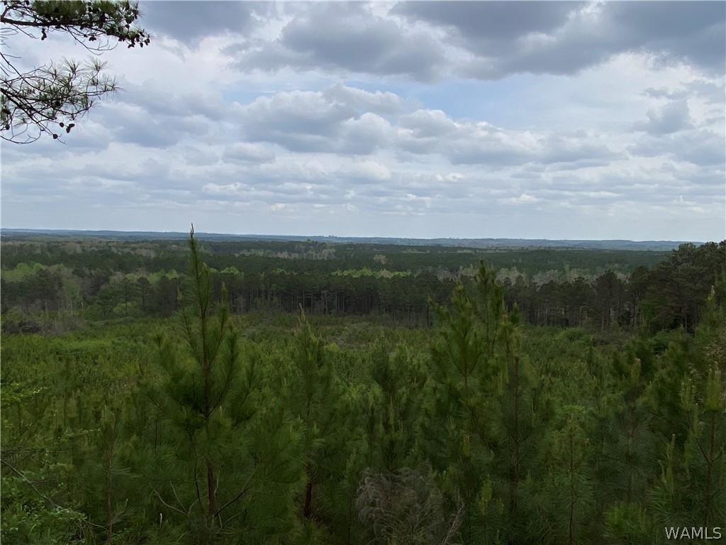 Hwy 17, Reform, Alabama image 9