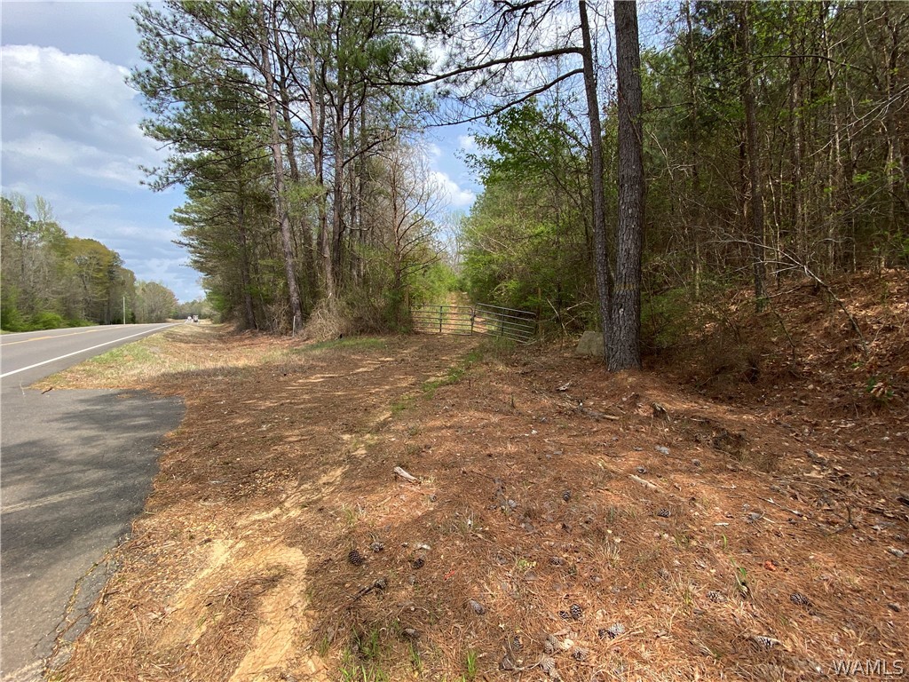 Hwy 17, Reform, Alabama image 2