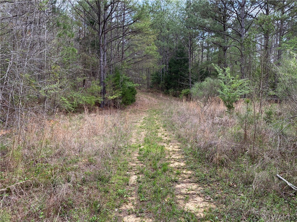 Hwy 17, Reform, Alabama image 5