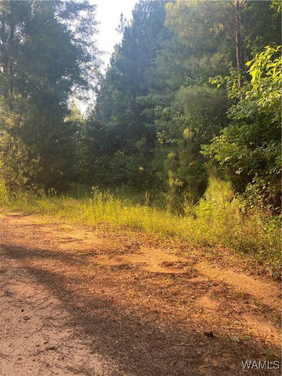 3025 Potato Patch Creek Road, Marion, Alabama image 32