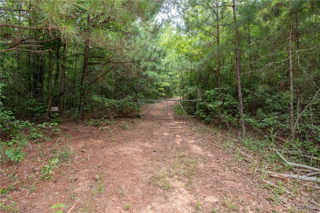 3025 Potato Patch Creek Road, Marion, Alabama image 12