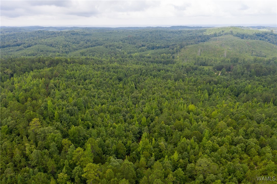 3025 Potato Patch Creek Road, Marion, Alabama image 6