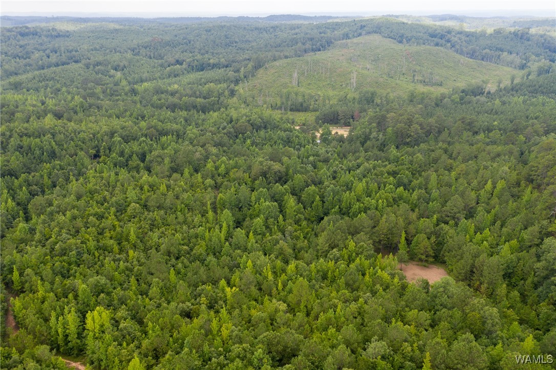 3025 Potato Patch Creek Road, Marion, Alabama image 5