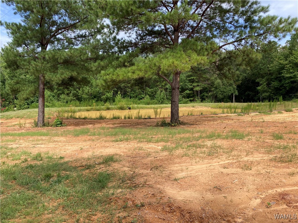 3025 Potato Patch Creek Road, Marion, Alabama image 14