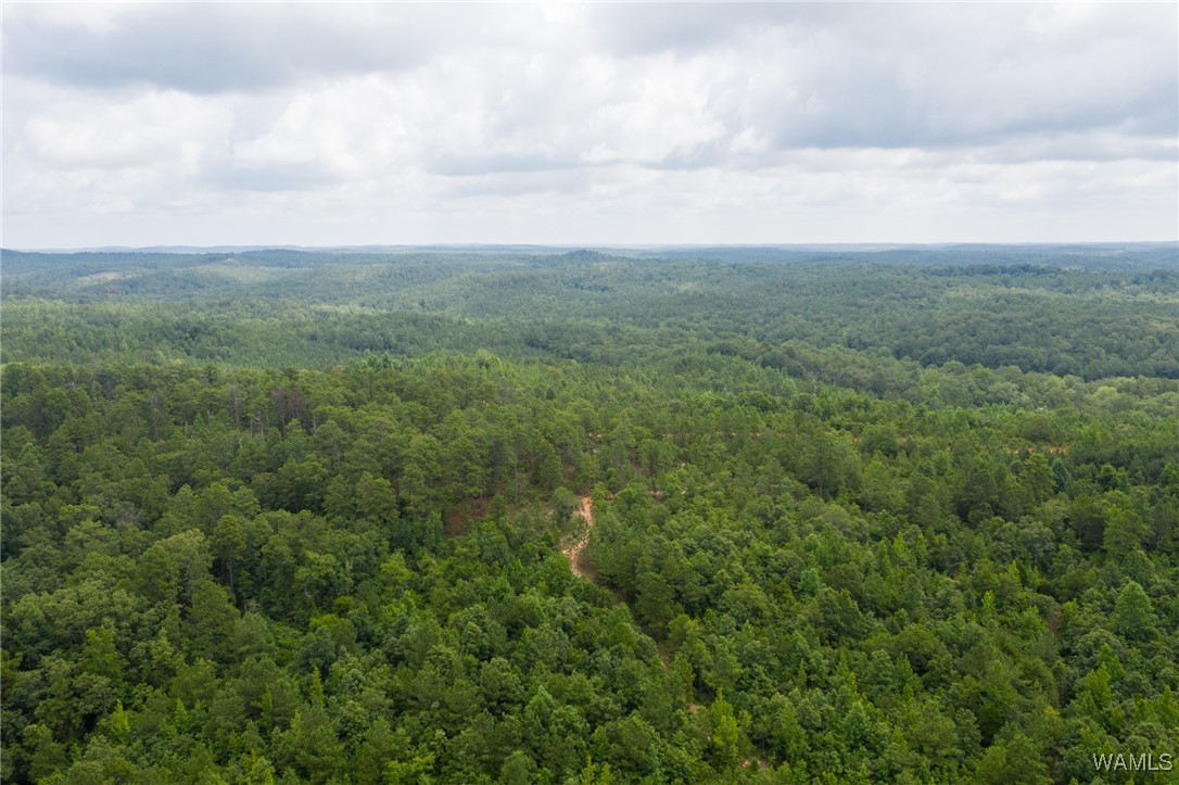 3025 Potato Patch Creek Road, Marion, Alabama image 7