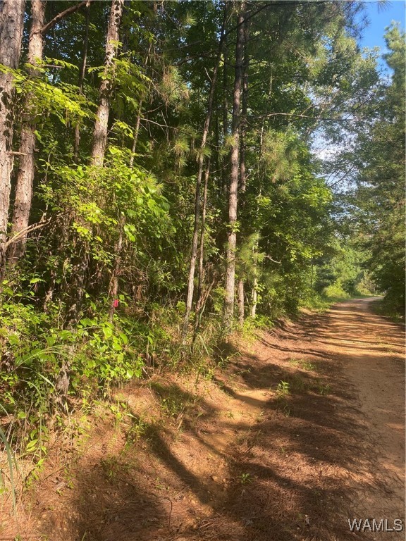 3025 Potato Patch Creek Road, Marion, Alabama image 33