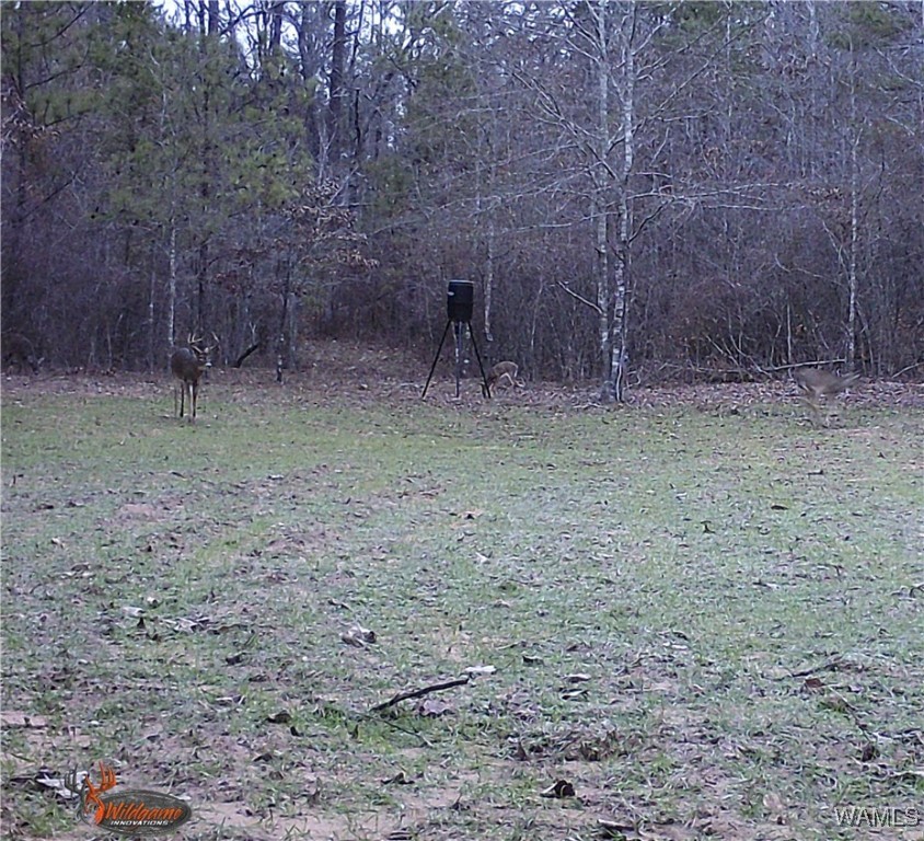 3025 Potato Patch Creek Road, Marion, Alabama image 28