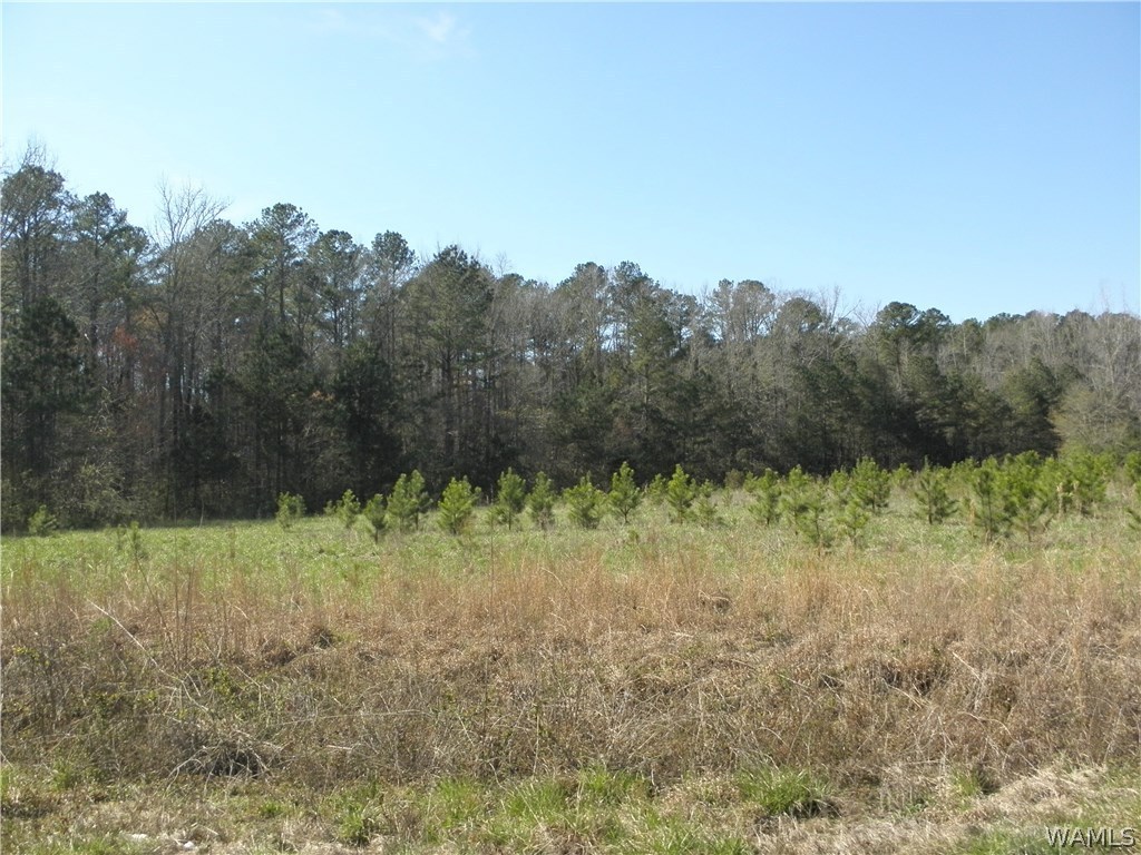 0000 Daffron Road, Cottondale, Alabama image 8