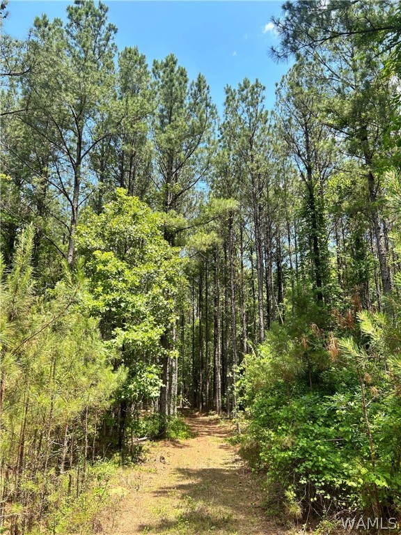 Highway 159, Gordo, Alabama image 8