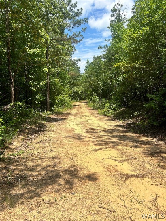 Highway 159, Gordo, Alabama image 6