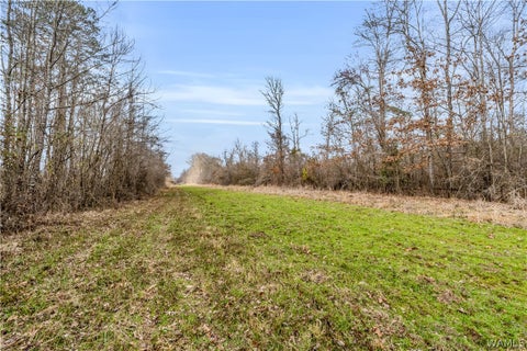 Vacant Land For Sale - TBD County Rd 12 Rd<br/> Carrollton, AL 35447