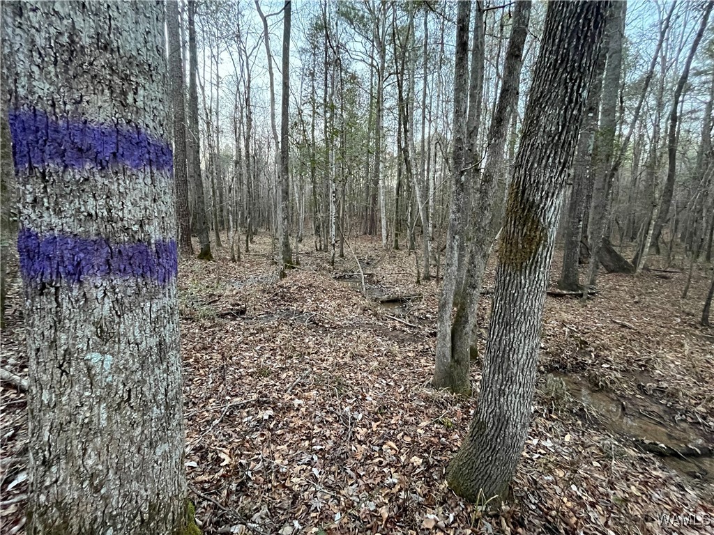 Hwy 86, Carrollton, Alabama image 8