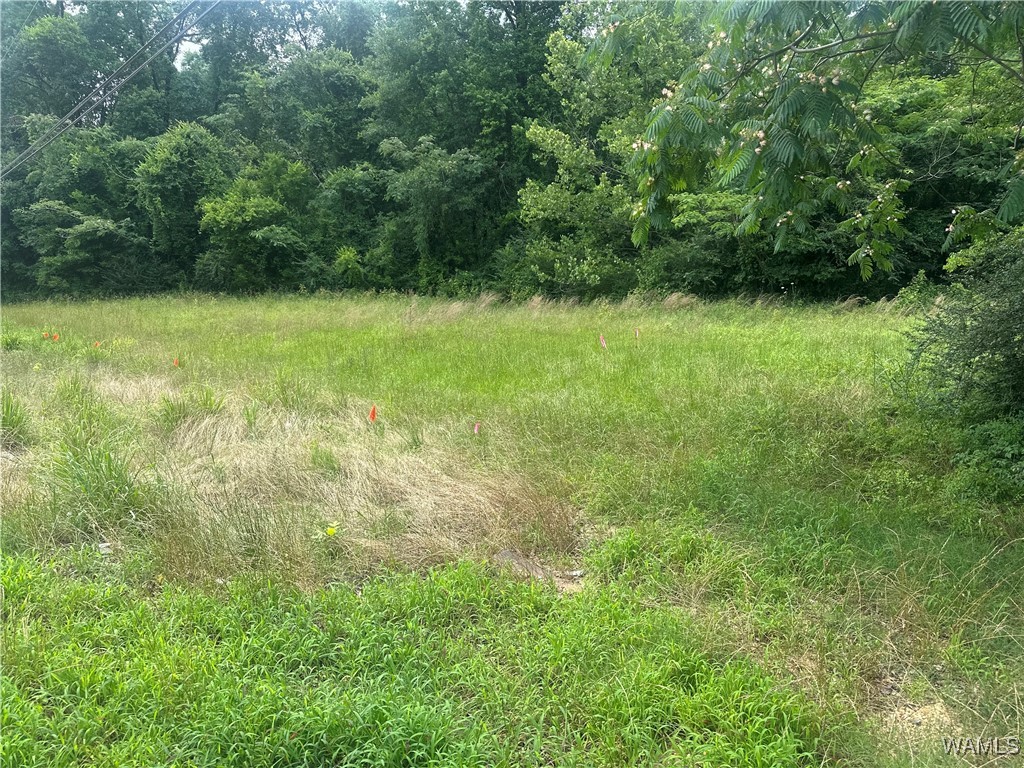 3336 Culver Road, Tuscaloosa, Alabama image 3