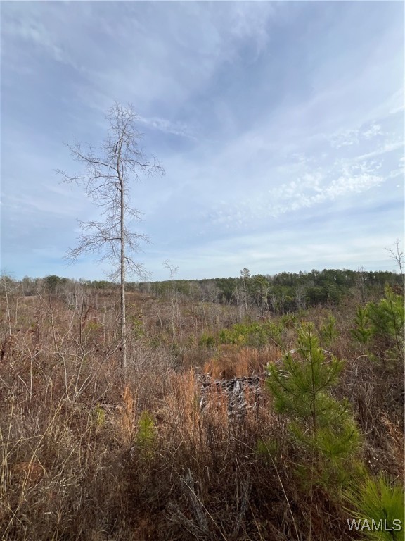 County Road 183, Marion, Alabama image 34