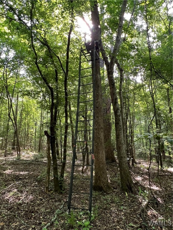 County Road 183, Marion, Alabama image 5