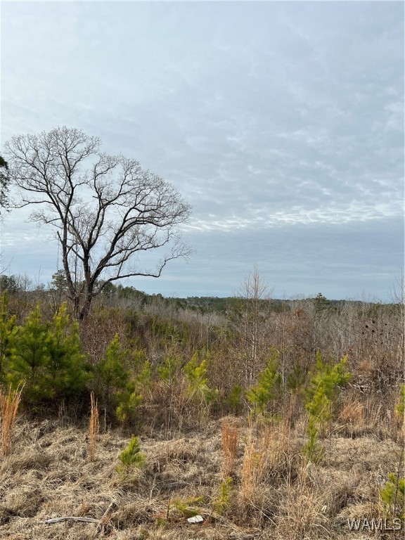 County Road 183, Marion, Alabama image 43