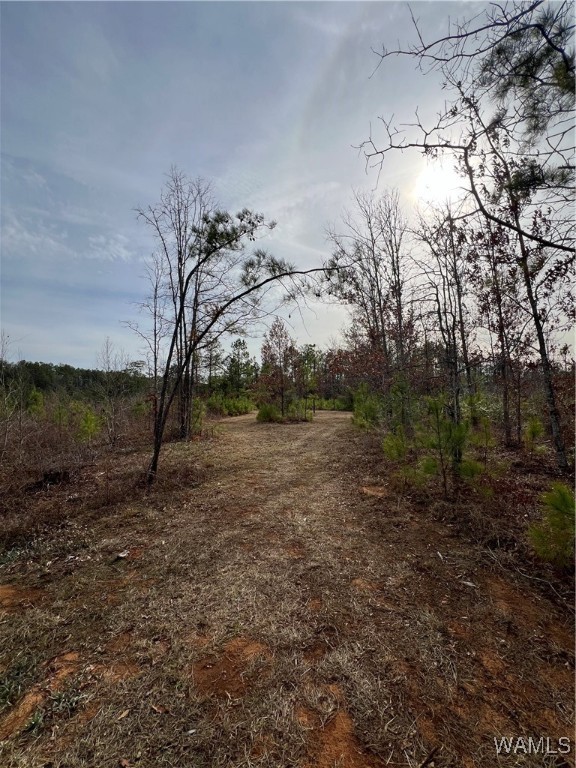 County Road 183, Marion, Alabama image 15