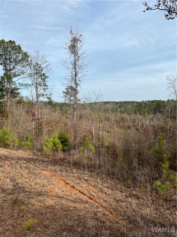 County Road 183, Marion, Alabama image 36