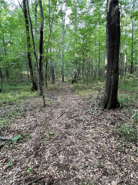 County Road 183, Marion, Alabama image 6