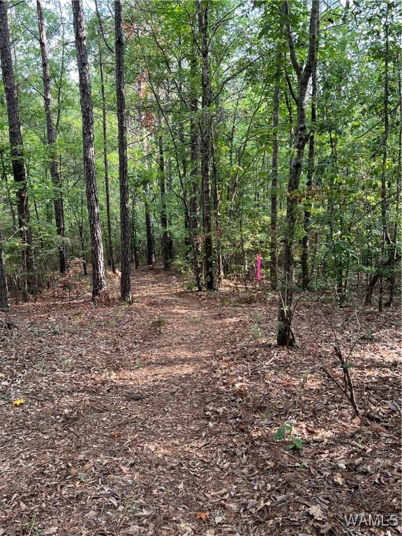 County Road 183, Marion, Alabama image 7