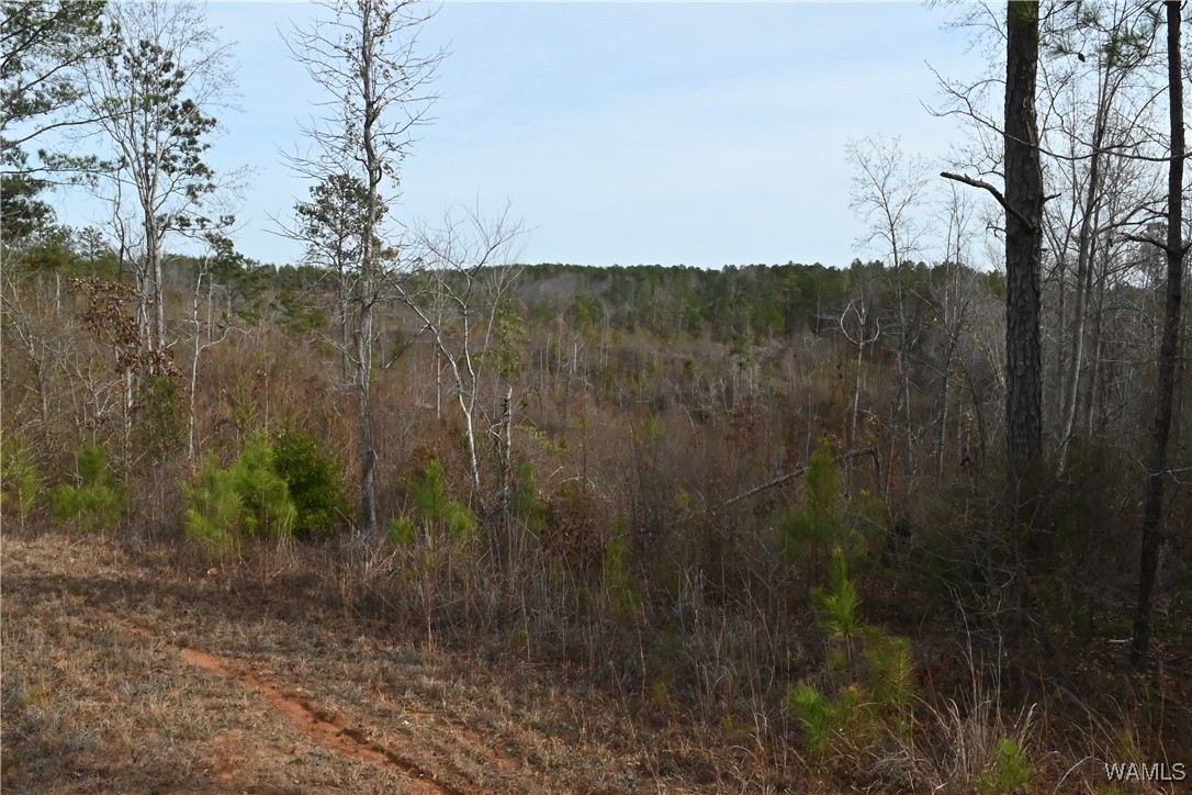County Road 183, Marion, Alabama image 14