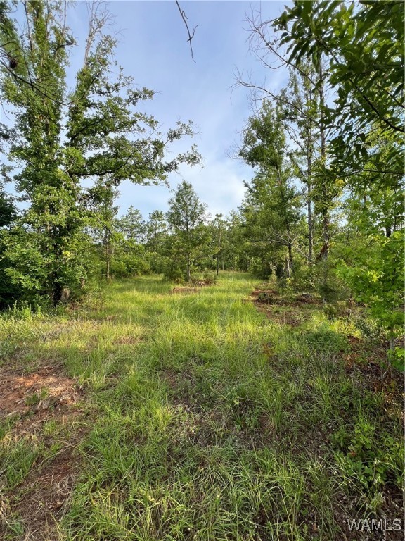 County Road 183, Marion, Alabama image 11