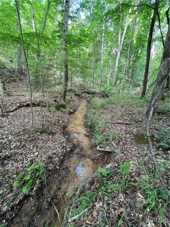 County Road 183, Marion, Alabama image 48