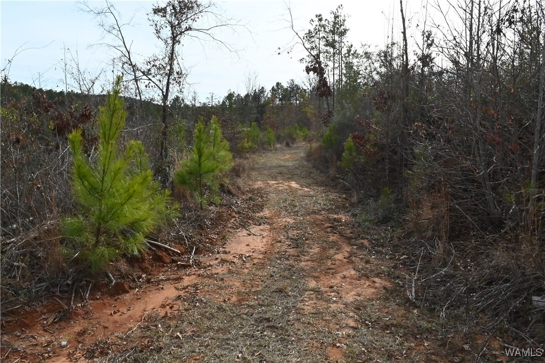 County Road 183, Marion, Alabama image 12