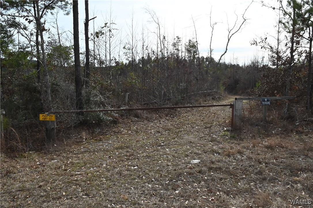 County Road 183, Marion, Alabama image 13