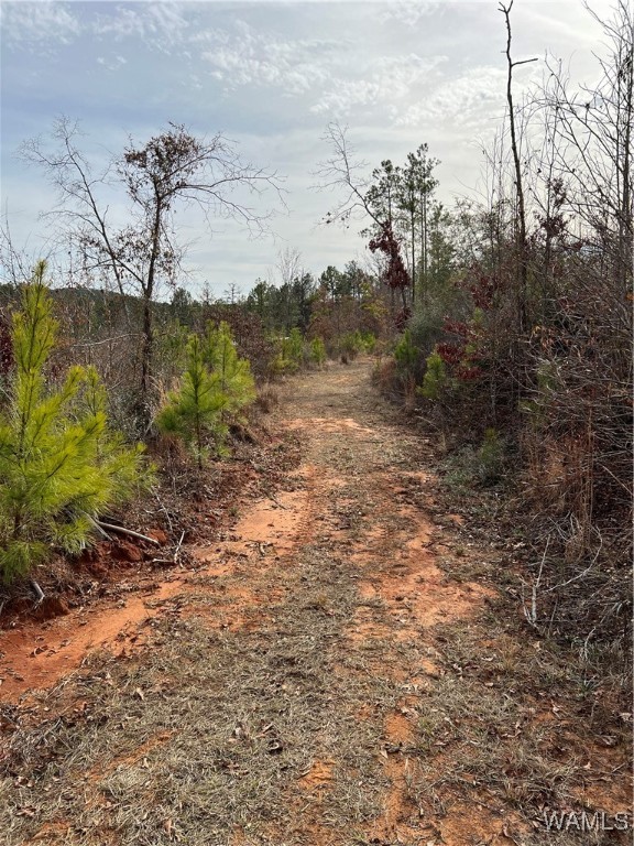County Road 183, Marion, Alabama image 33