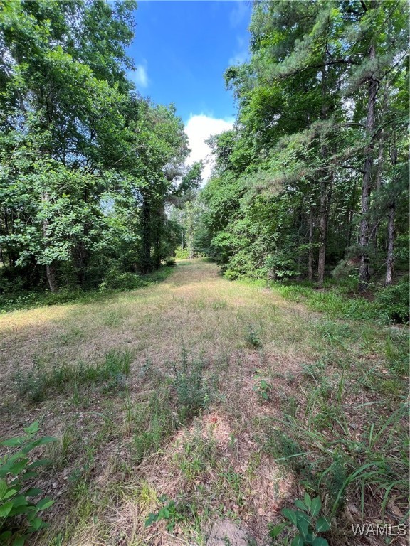 County Road 183, Marion, Alabama image 10