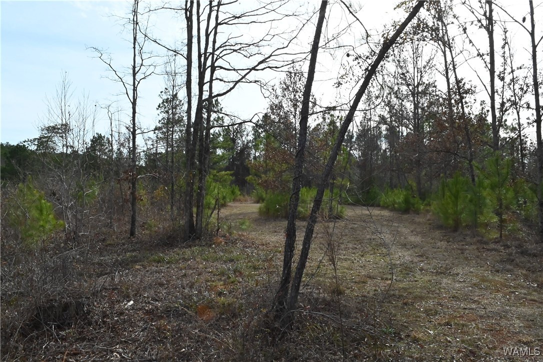 County Road 183, Marion, Alabama image 31