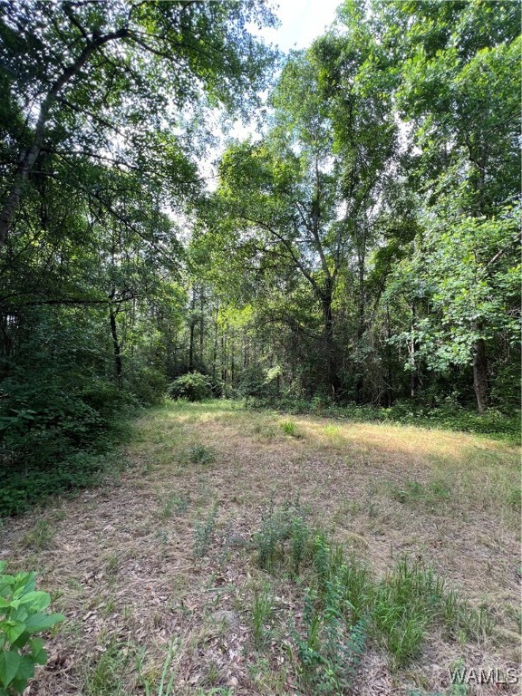 County Road 183, Marion, Alabama image 26