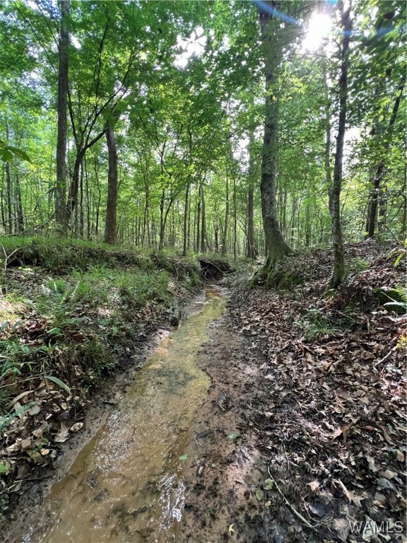 County Road 183, Marion, Alabama image 1