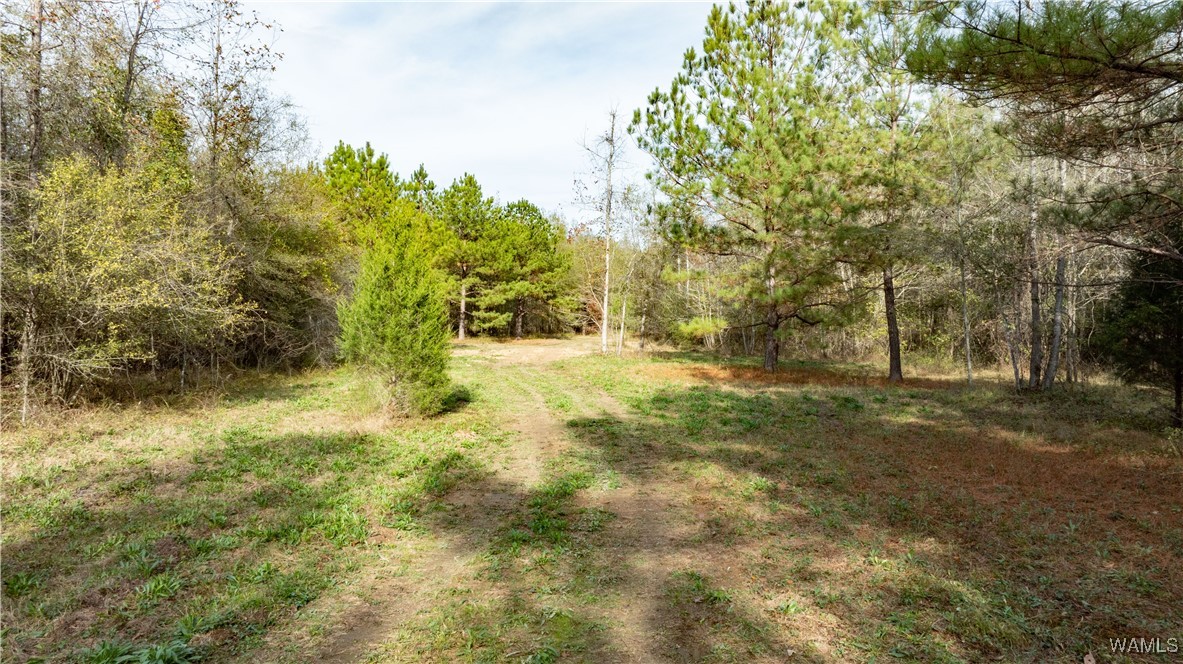 00 Al-171 Road, Fayette, Alabama image 33