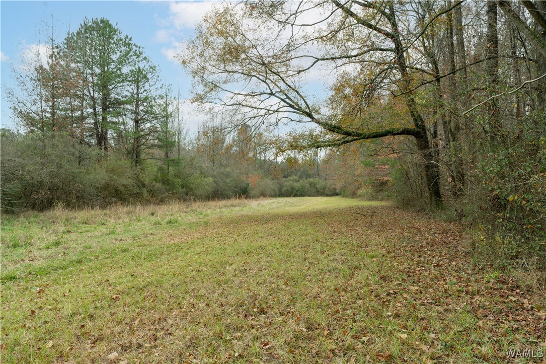 11643 Ray Carter Road, Vance, Alabama image 14